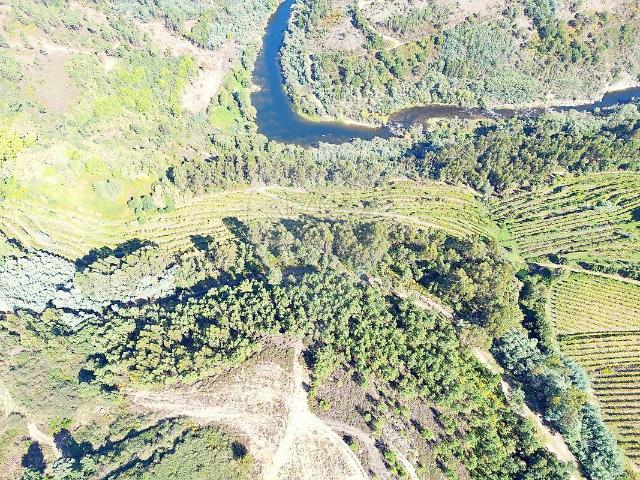 Terreno venda em Britelo, Gémeos e Ourilhe, Celorico de Basto