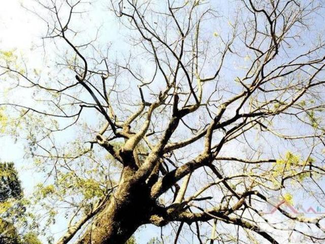 Terreno venda em Região Imediata de Jundiaí, Cabreuva