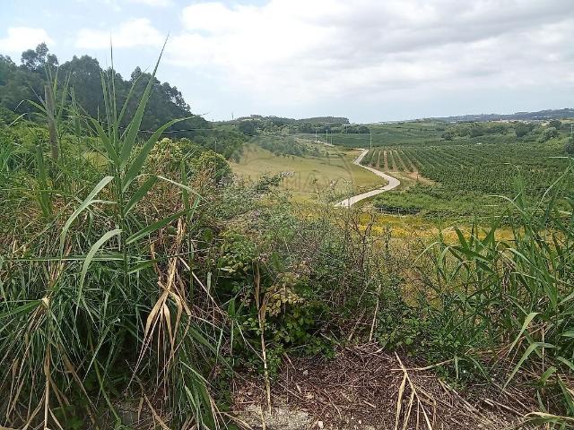 Terreno venda em Cadaval e Pêro Moniz, Cadaval