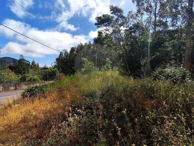 Terreno venda em Caniço, Santa Cruz
