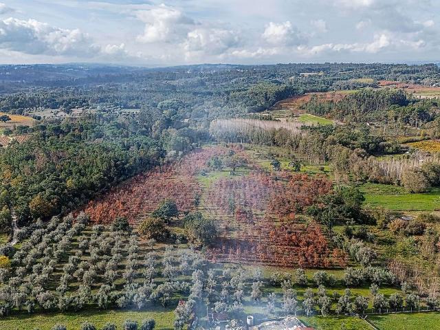 Terreno venda em Canas de Senhorim, Nelas