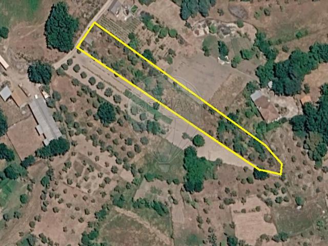 Terreno venda em Canas de Senhorim, Nelas