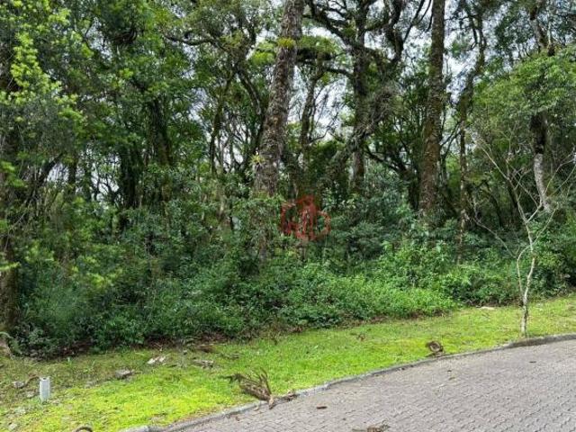 Terreno venda em Canela