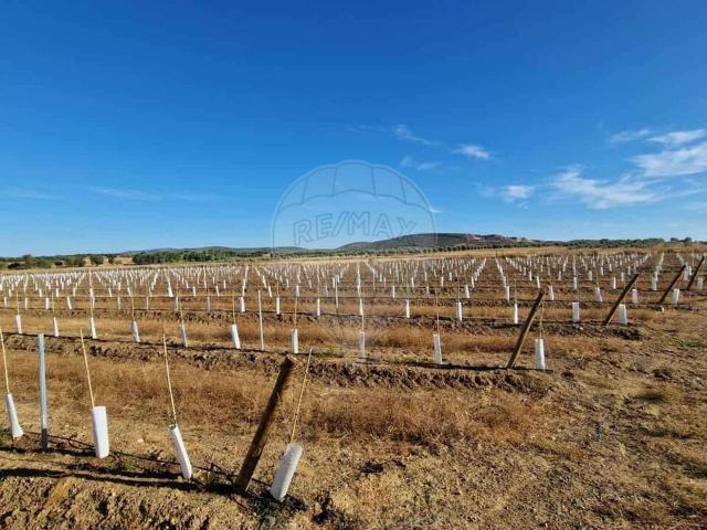 Terreno venda em Sousel, Portalegre