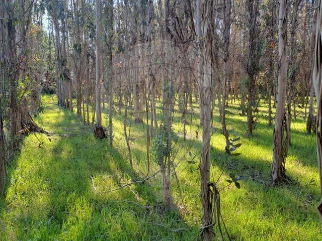 Terreno venda em Cantanhede, Coimbra
