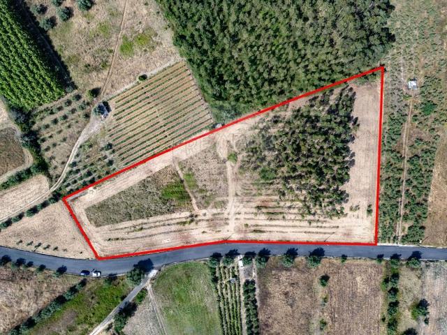 Terreno venda em Cantanhede, Coimbra