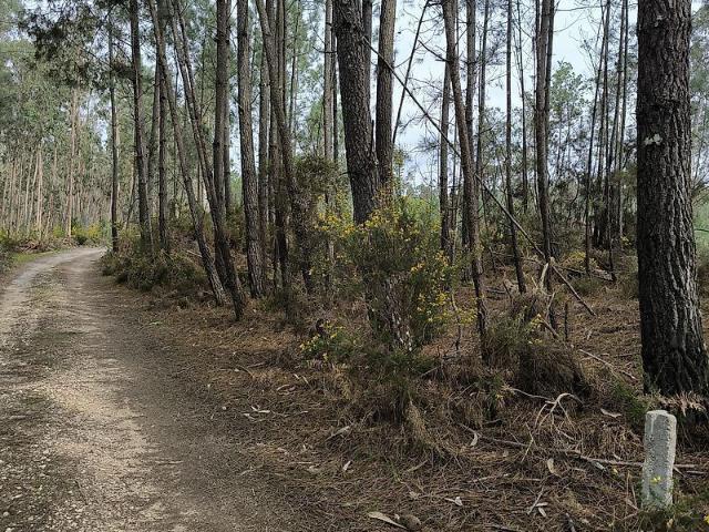 Terreno venda em Cantanhede, Coimbra