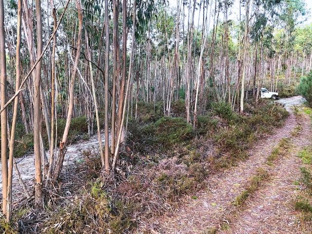 Terreno venda em Caparrosa e Silvares, Tondela