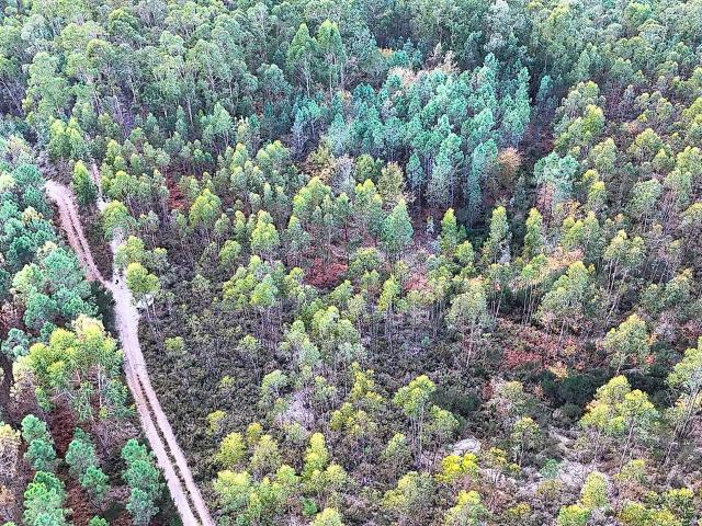 Terreno venda em Caparrosa e Silvares, Tondela