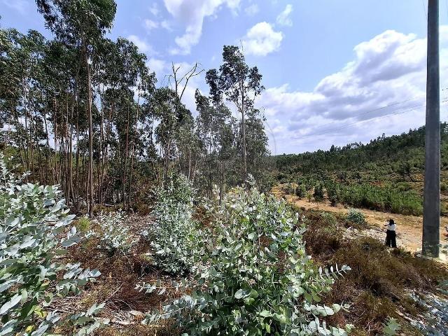 Terreno venda em Carvoeiro, Mação