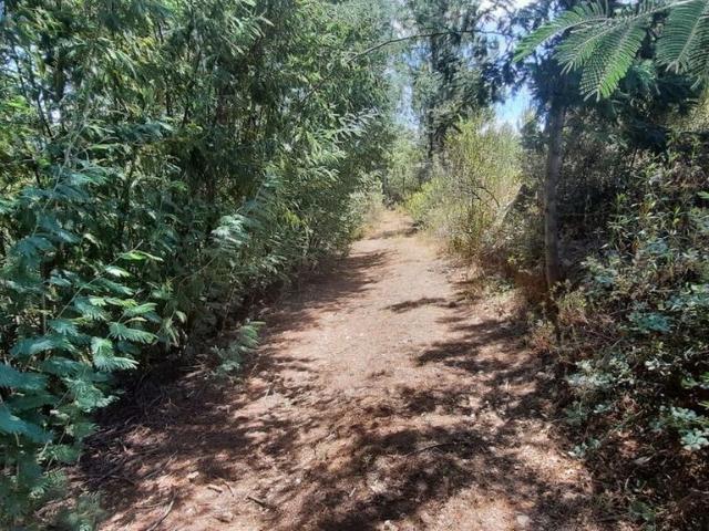 Terreno venda em Castelo Branco