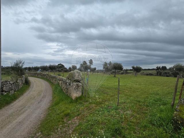 Terreno venda em Castelo Branco