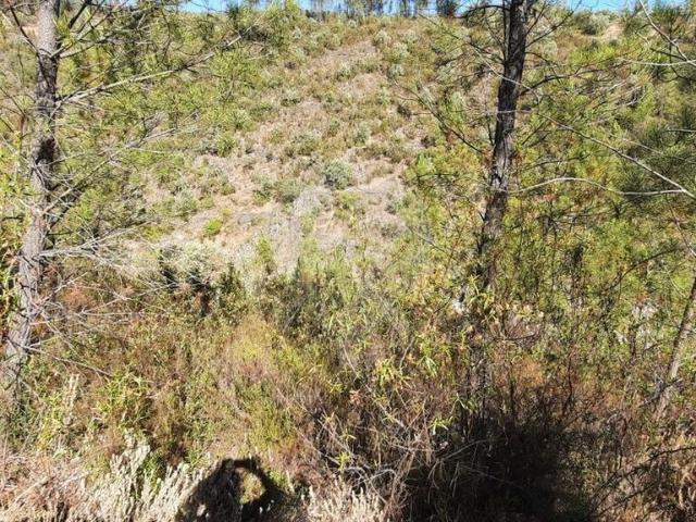 Terreno venda em Castelo Branco