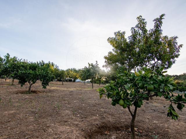 Quinta venda em Castelo Branco