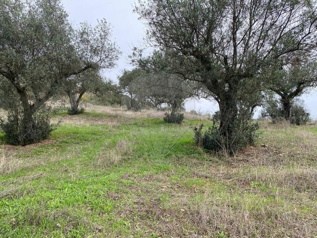 Terreno venda em Castelo Branco