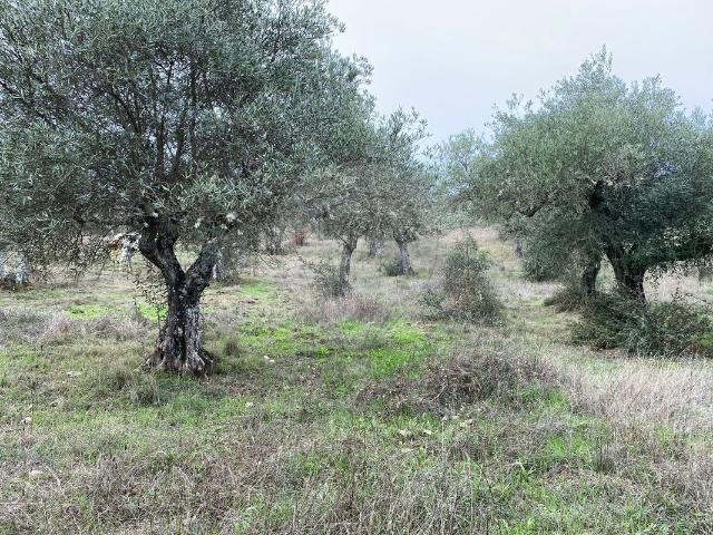 Terreno venda em Castelo Branco