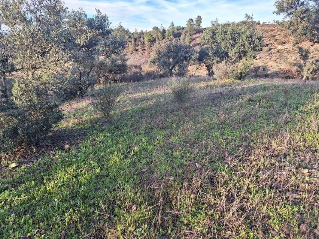 Terreno venda em Castelo Branco