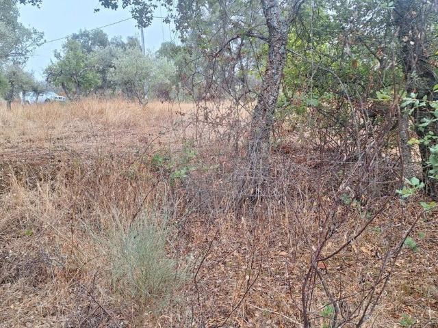 Terreno venda em Castelo Branco