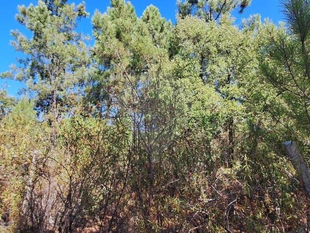 Terreno venda em Castelo Branco