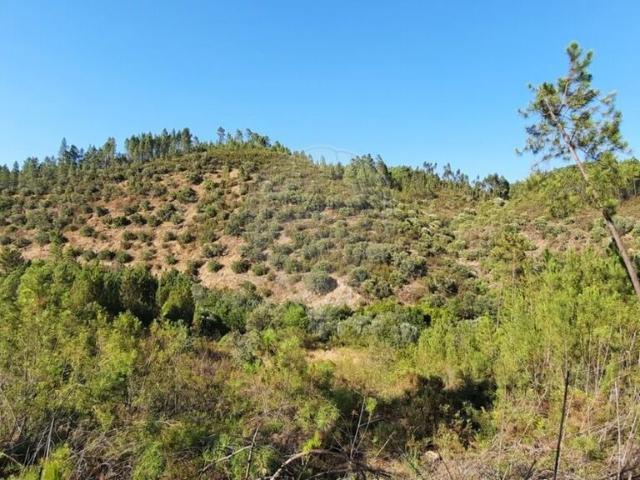 Terreno venda em Castelo Branco
