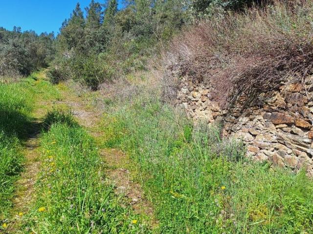 Terreno venda em Castelo Branco