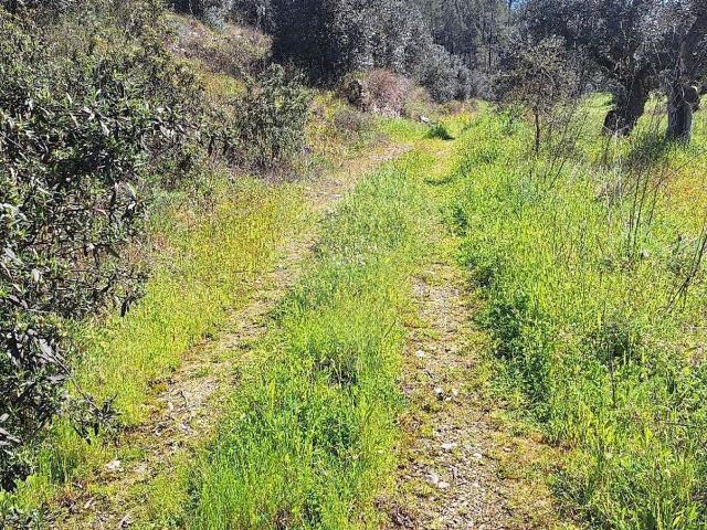Terreno venda em Freixial do Campo e Juncal do Campo, Castelo Branco