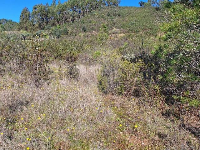Terreno venda em Castelo Branco