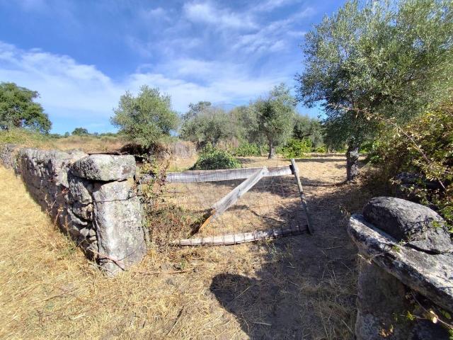 Terreno venda em Castelo Branco