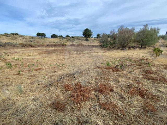 Terreno venda em Castelo Branco