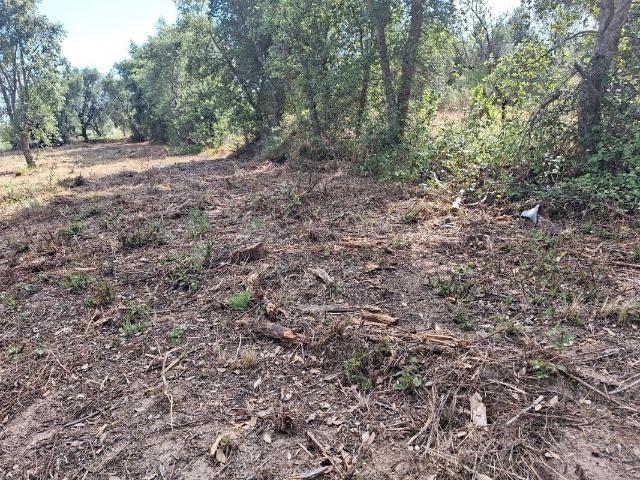 Terreno venda em Castelo Branco