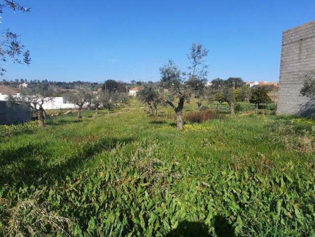 Terreno venda em Castelo Branco