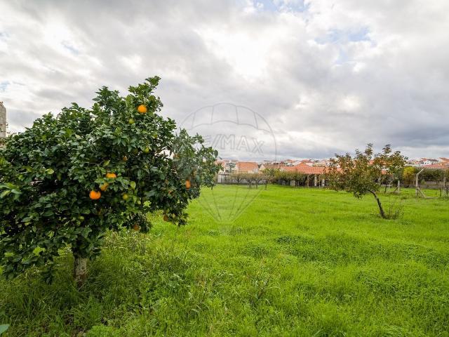 Terreno venda em Castelo Branco