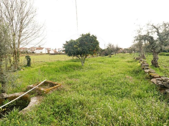 Terreno venda em Castelo Branco