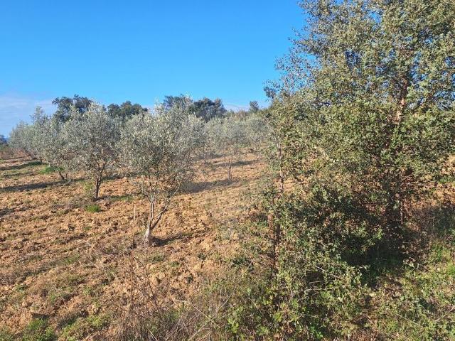 Terreno venda em Sobral do Campo, Castelo Branco