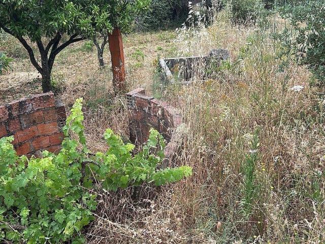 Terreno venda em Castelo Branco