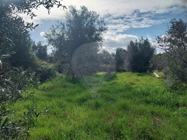 Terreno venda em Castelo Branco