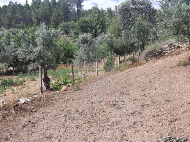Terreno venda em Castelo Branco