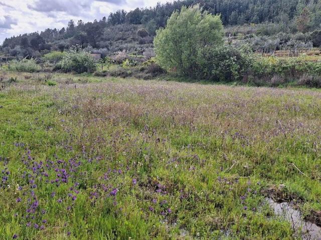 Terreno venda em Castelo Branco