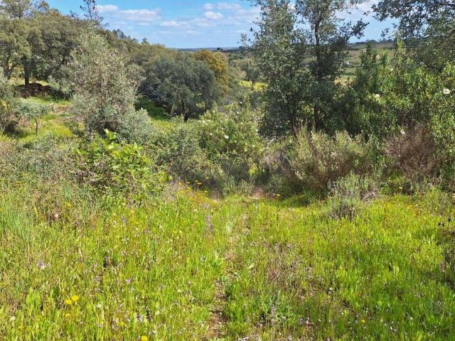Terreno venda em Castelo Branco