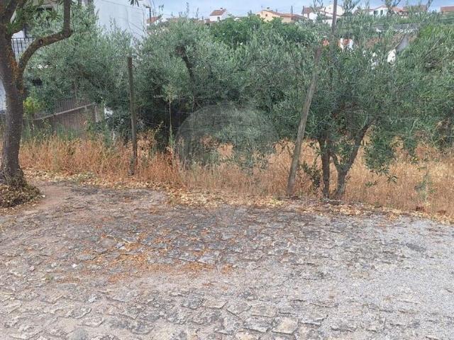 Terreno venda em Castelo Branco