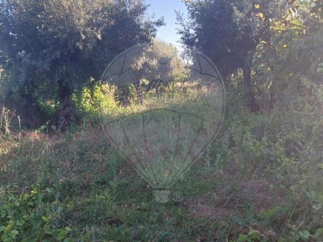 Terreno venda em Castelo Branco