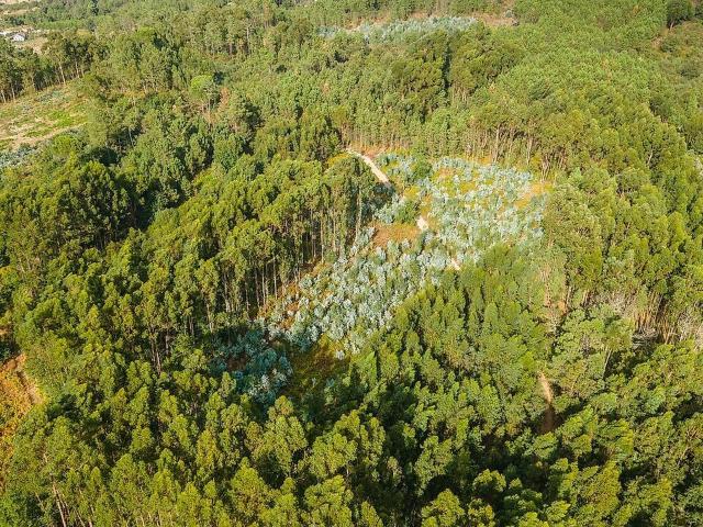 Terreno venda em Castelo de Penalva, Penalva do Castelo
