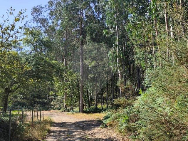 Terreno venda em Celorico De Basto, Braga
