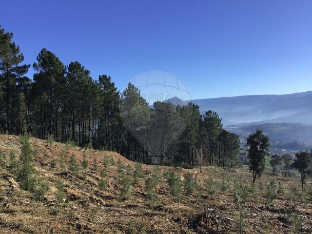 Terreno venda em Celorico De Basto, Braga