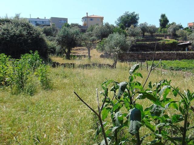 Terreno venda em Celorico (São Pedro e Santa Maria) e Vila Boa do Mondego, Celorico da Beira