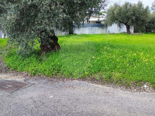 Terreno venda em Coimbrã, Botão