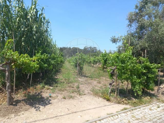 Terreno venda em Coimbrã, Botão