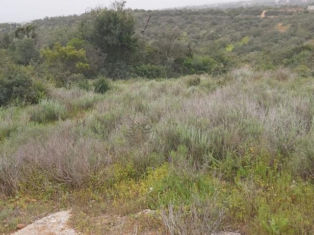 Terreno venda em Albufeira, Faro