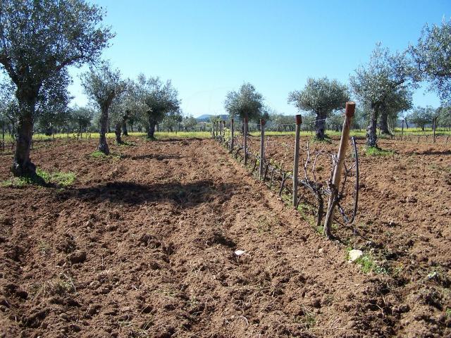 Terreno venda em Castelo Branco, Vila Velha De Ródão
