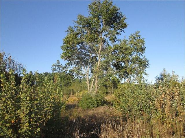 Terreno venda em Cunha Baixa, Mangualde